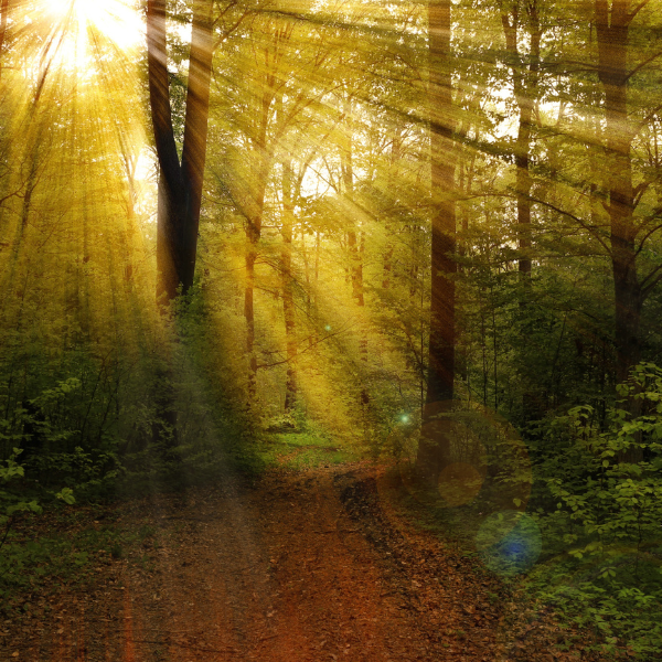 Gardening and Tree Hugging: A Natural Stress Management Technique