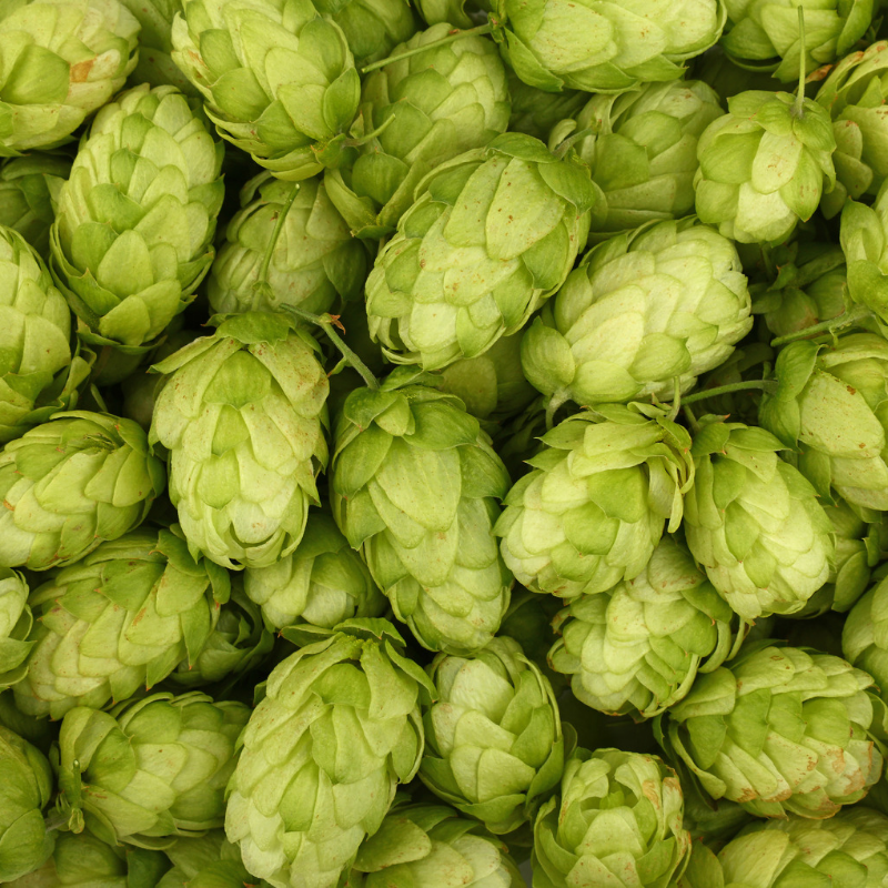 Hops Flowers