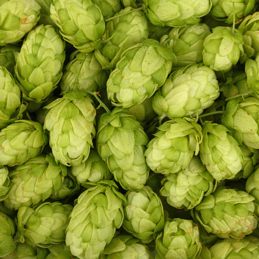 Hops Flowers