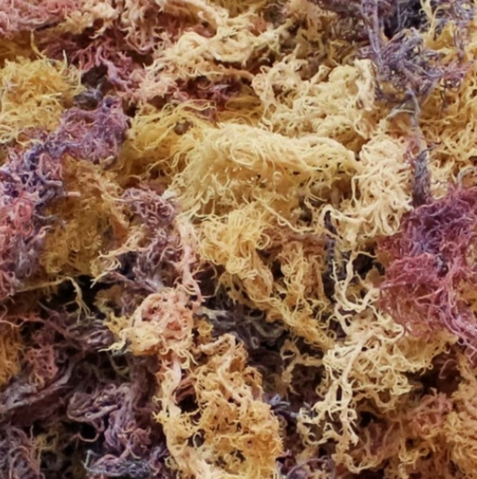 Gold Sea Moss